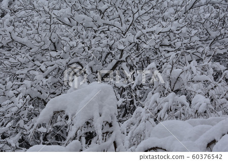 snow          60376542