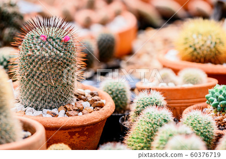 cactus, sugar palm leaf for decoration cactus, sugar palm leaf for decoration 60376719