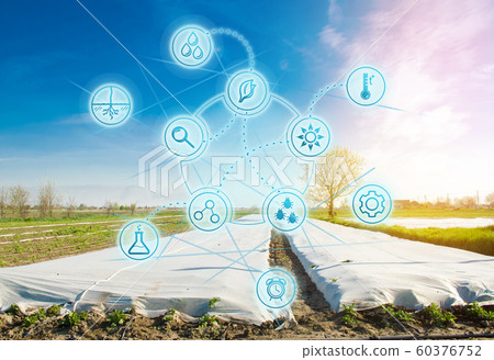 Growing vegetable. Spunbond to protect against frost and keep humidity of vegetables. Small greenhouses. Farming and smart agriculture. Data analyzing on plants status. 60376752