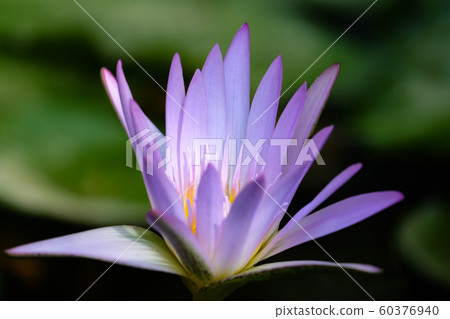 Flowering blue lotus Flowering blue lotus 60376940