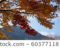 Scenery of autumn leaves 60377118