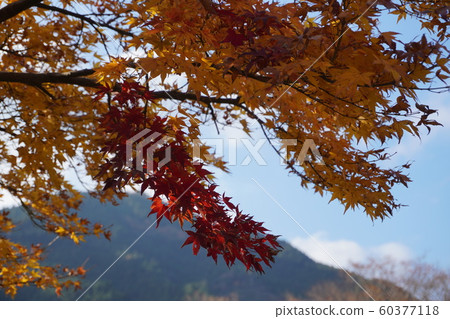 秋葉風景 秋葉風景 60377118