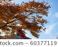 Scenery of autumn leaves 60377119
