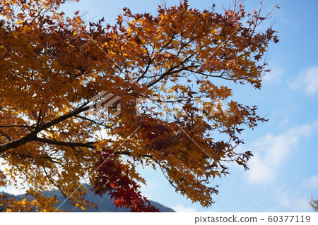 Scenery of autumn leaves Scenery of autumn leaves 60377119
