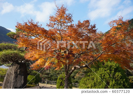 Scenery of autumn leaves Scenery of autumn leaves 60377120