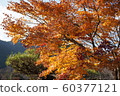 Scenery of autumn leaves 60377121