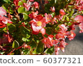 Planter flowers 60377321