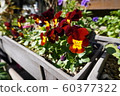 Planter flowers 60377322