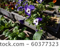 Planter flowers 60377323