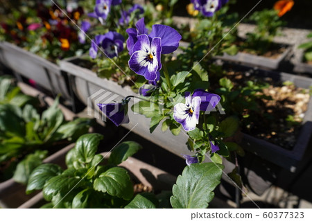 Planter flowers Planter flowers 60377323