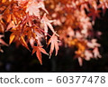 Autumn leaves 60377478