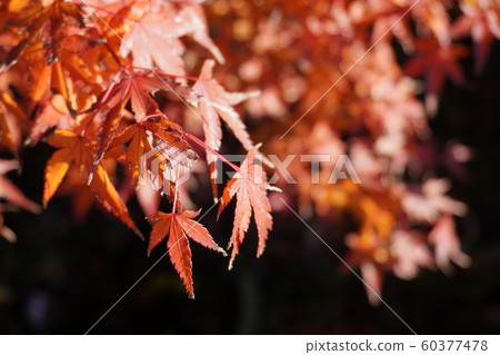 Autumn leaves Autumn leaves 60377478