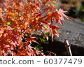 Autumn leaves 60377479