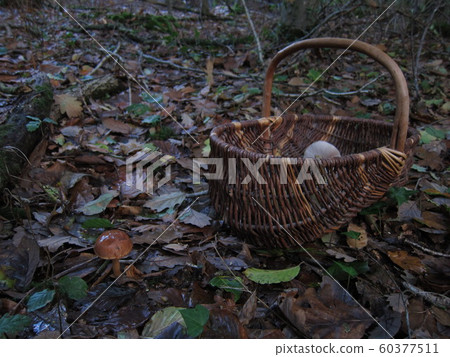 mushroom bolet in a basket in a forest mushroom bolet in a basket in a forest 60377511