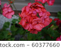 Planter flowers 60377660