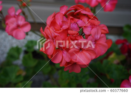 Planter flowers Planter flowers 60377660
