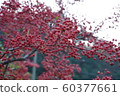 Natural landscape 60377661
