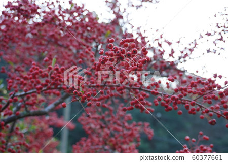 自然景觀 自然景觀 60377661