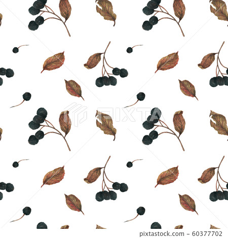 Aronia branches. Dried berries and leaves for New Aronia branches. Dried berries and leaves for New 60377702
