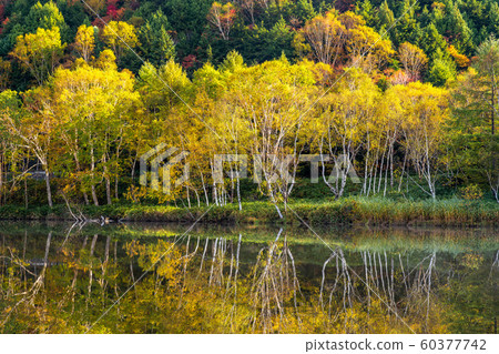 《Nagano Prefecture》Kido Pond in Autumn Colors, Shiga Kogen in Autumn 《Nagano Prefecture》Kido Pond in Autumn Colors, Shiga Kogen in Autumn 60377742
