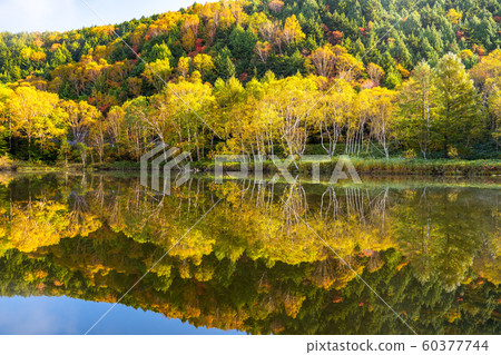 《Nagano Prefecture》Kido Pond in Autumn Colors, Shiga Kogen in Autumn 60377744
