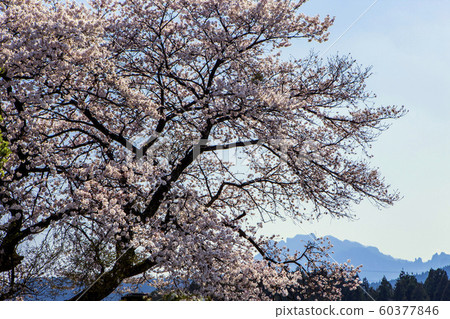 Hosono cherry tree and Mt. Myogi 60377846