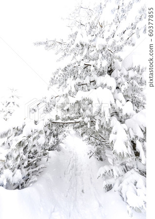 白雪皚皚的江原道冬季景觀 白雪皚皚的江原道冬季景觀 60377855