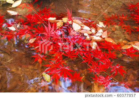 漂浮在池塘的秋葉 漂浮在池塘的秋葉 60377857