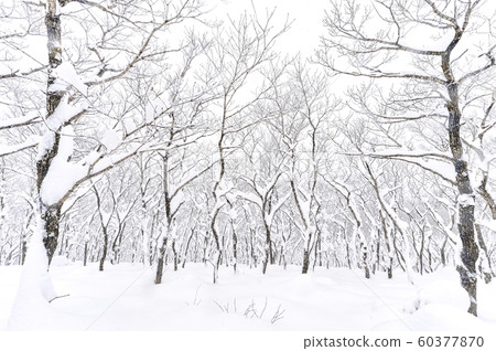 白雪皚皚的江原道冬季景觀 白雪皚皚的江原道冬季景觀 60377870