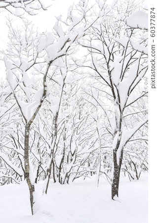 白雪皚皚的江原道冬季景觀 白雪皚皚的江原道冬季景觀 60377874