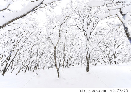 白雪皚皚的江原道冬季景觀 白雪皚皚的江原道冬季景觀 60377875