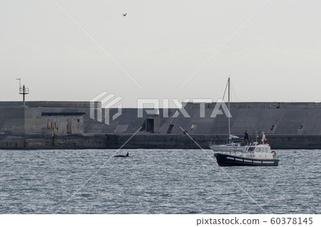 Orca Tail inside Genoa Habor in mediterranean sea 60378145
