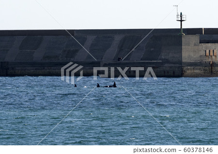 Orca Tail inside Genoa Habor in mediterranean sea 60378146