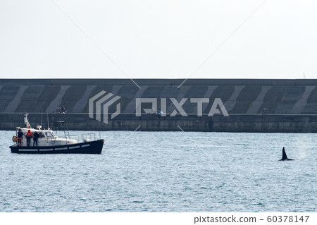 Orca Tail inside Genoa Habor in mediterranean sea 60378147