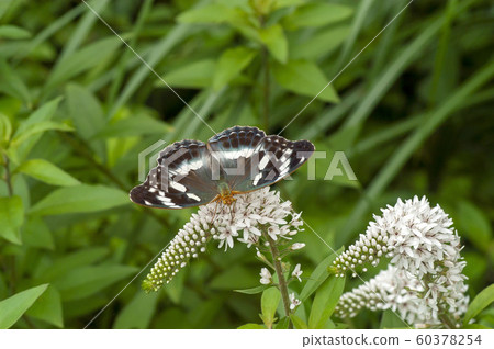 Female Growth Hormone 60378254