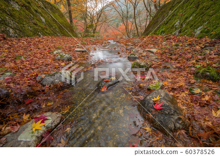 Fallen leaves Fallen leaves 60378526