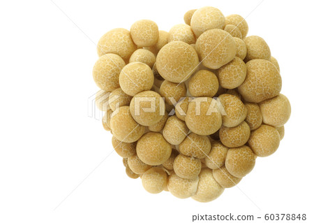 Beech Shimeji Beech Shimeji 60378848