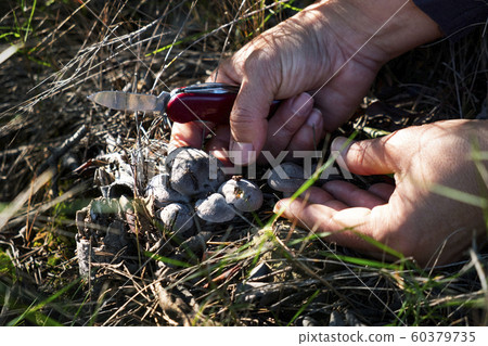 woman picking a grey knight mushroom woman picking a grey knight mushroom 60379735