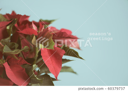 christmas flower and text seasons greetings 60379737