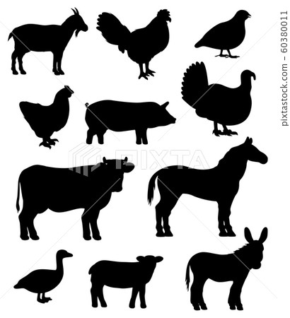 Poultry birds and farm animals isolated cattle Poultry birds and farm animals isolated cattle 60380011