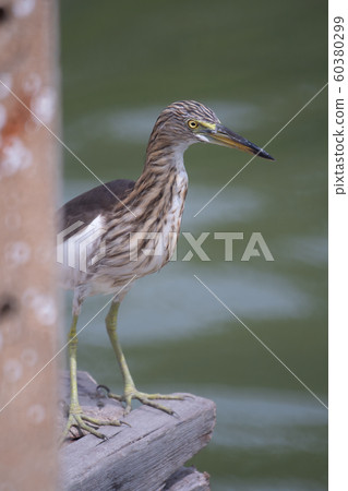 The Chinese Pond Heron bird is standing on the The Chinese Pond Heron bird is standing on the 60380299