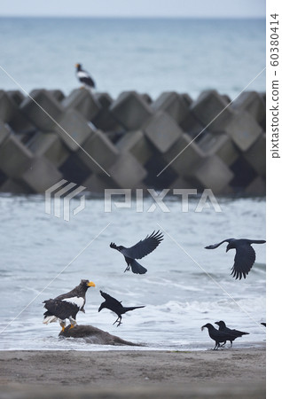 Steller's sea eagle and crows (Hokkaido) 60380414