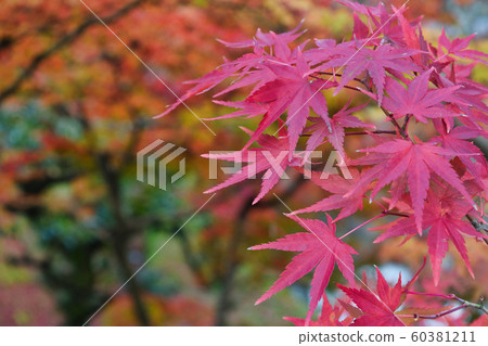 Eikando Hall's Autumn Leaves (Kyoto) 60381211