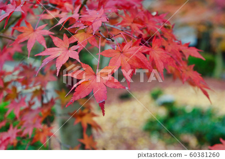 Eikando Hall's Autumn Leaves (Kyoto) 60381260