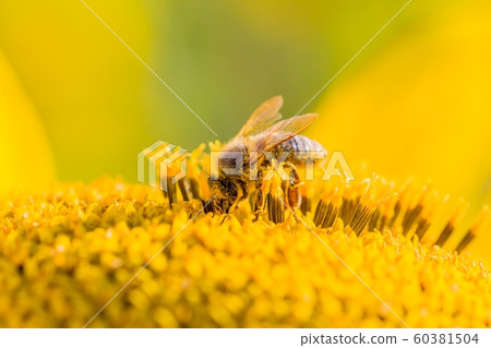 Honey bee collecting pollen nectar in sunflower 60381504