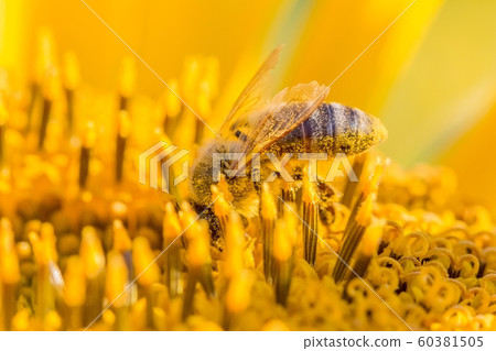 Honey bee collecting pollen nectar in sunflower Honey bee collecting pollen nectar in sunflower 60381505
