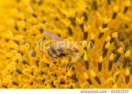 Honey bee collecting pollen nectar in sunflower Honey bee collecting pollen nectar in sunflower 60381507