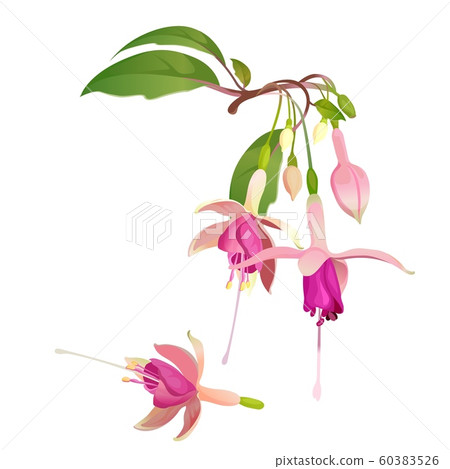 Fuchsia flower vector illustration. Floral botanical element for design Fuchsia flower vector illustration. Floral botanical element for design 60383526