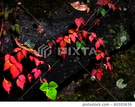 Autumn ivy 60383636