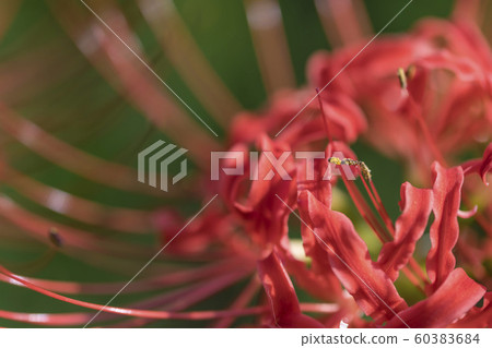 [金田田，群集孤挺花] 60383684